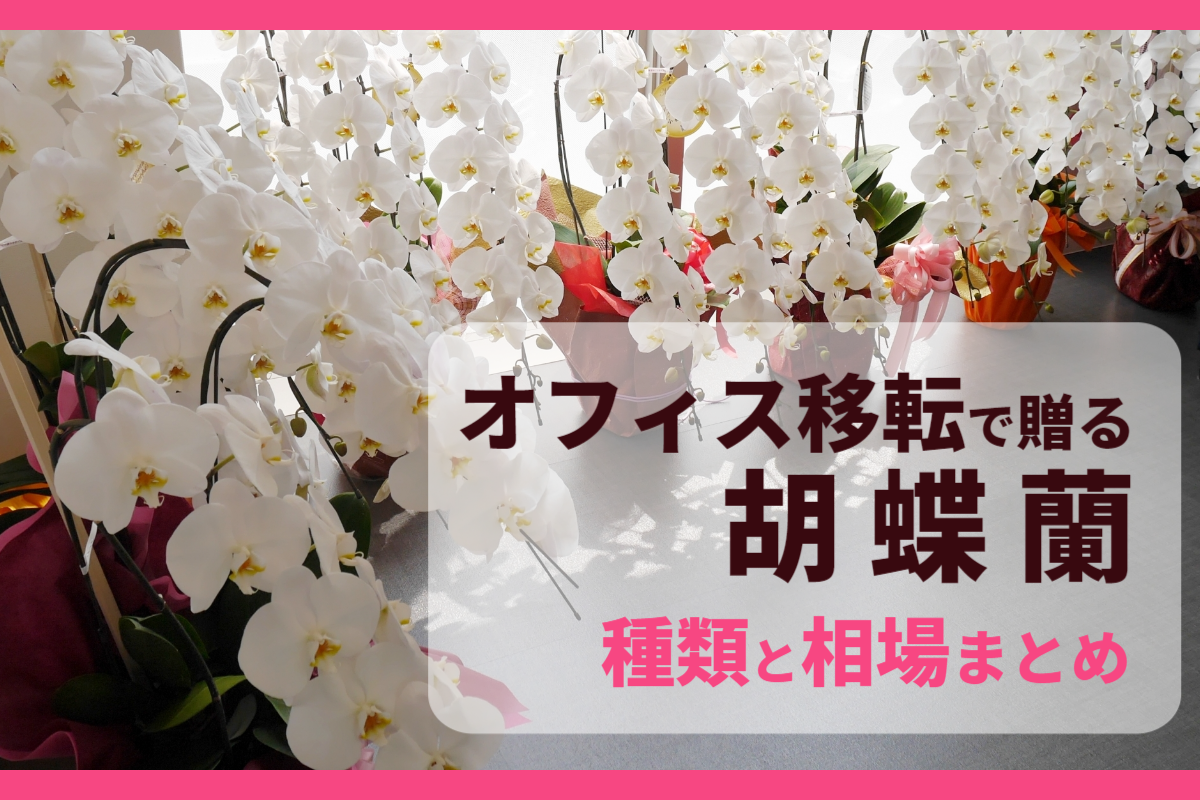 オフィス移転で贈る胡蝶蘭の種類と相場まとめ！注意事項も知っておこう