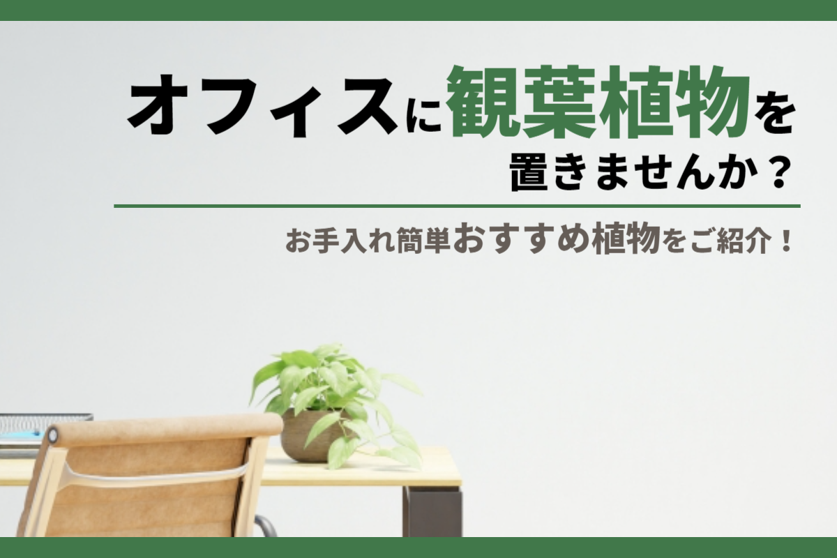 オフィスに観葉植物を置きませんか？お手入れ簡単おすすめ植物をご紹介！